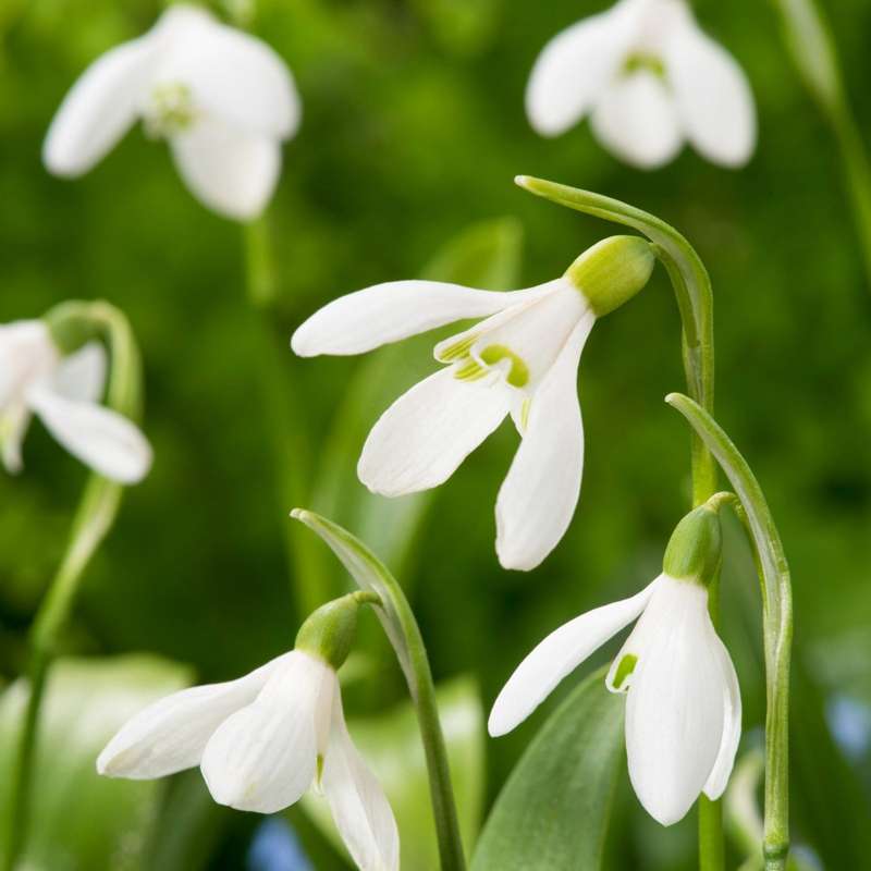 Vintergæk 'Woronowii'